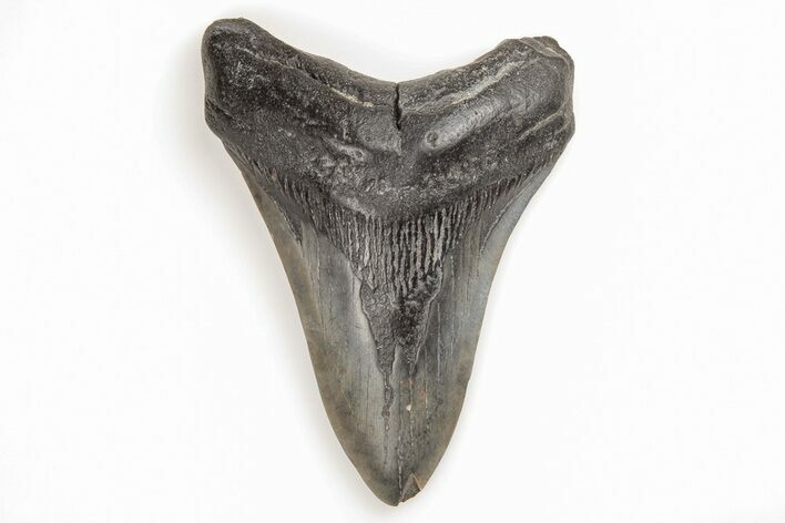 Fossil Megalodon Tooth - South Carolina #196856